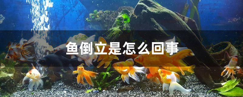 鱼倒立是怎么回事 广州水族器材滤材批发市场