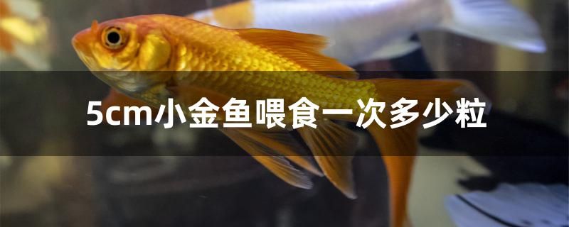 5cm小金鱼喂食一次多少粒 绿皮辣椒小红龙