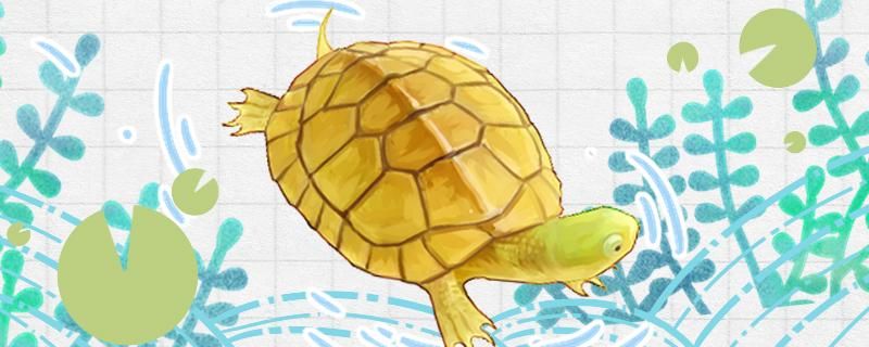 石金钱龟是水龟还是半水龟水位多高合适