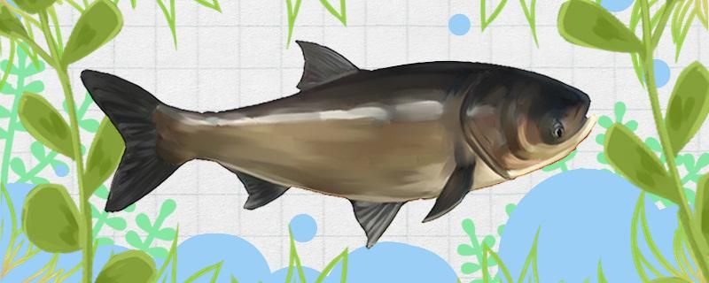 30斤以上的大鲢鳙可以钓到吗如何钓 绿皮皇冠豹鱼