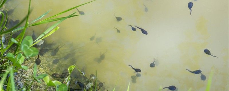 养蝌蚪用什么水能用自来水吗