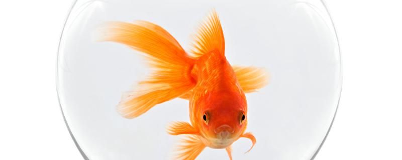 金鱼用什么灯怎样用灯光 福魟魟鱼