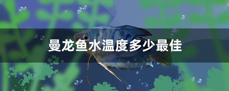 曼龙鱼水温度多少最佳 白化火箭鱼