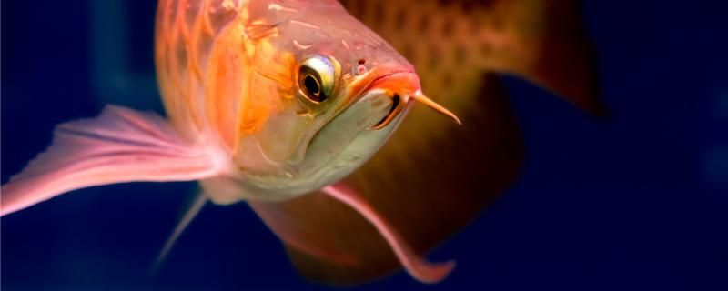 红龙鱼什么时候开始发色怎么喂食增色