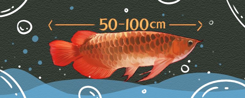 红龙鱼能长多大寿命有多长时间