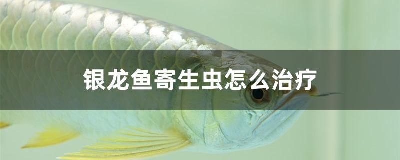银龙鱼寄生虫怎么治疗 金头过背金龙鱼