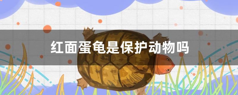 红面蛋龟是保护动物吗 黄金河虎鱼