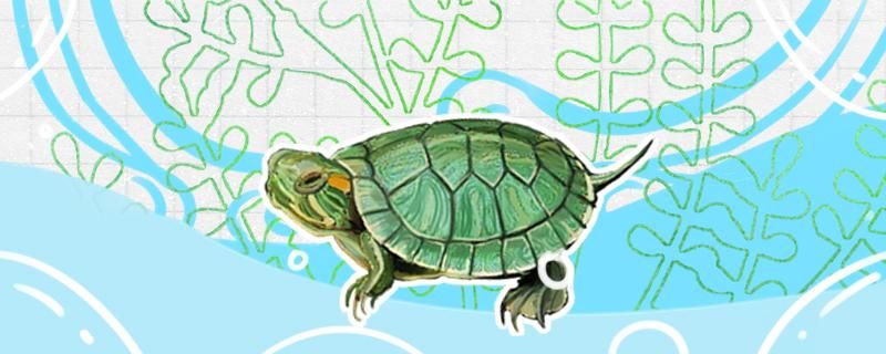 巴西龟是乌龟吗应该怎么饲养 九鼎鱼缸