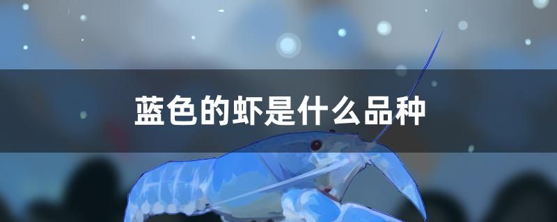 蓝色的虾是什么品种 广州水族器材滤材批发市场
