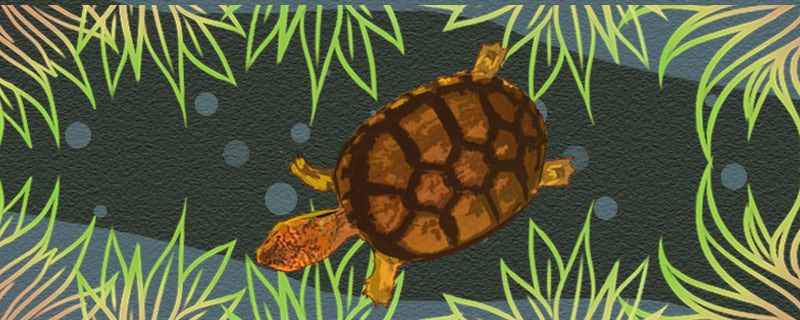 斑纹泥龟可以冬眠吗什么时候冬眠 赤荔凤冠鱼