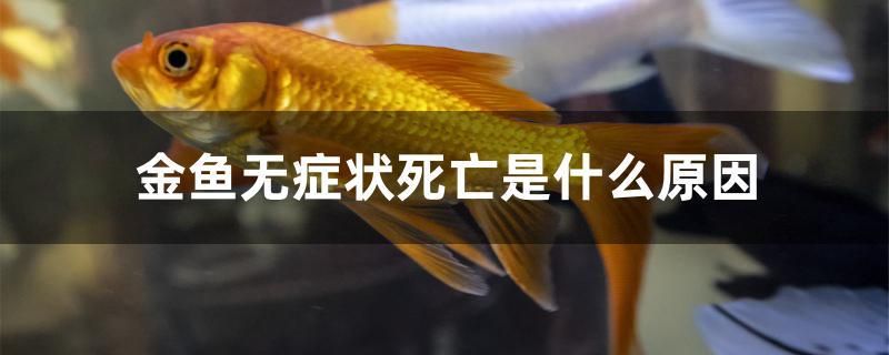 金鱼无症状死亡是什么原因 黄金斑马鱼