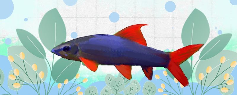 彩虹鲨鱼能和什么鱼混养能和斑马鱼混养吗