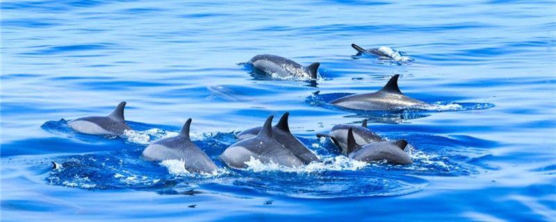 海豚是淡水生物吗可以在淡水中生存吗 观赏鱼市场