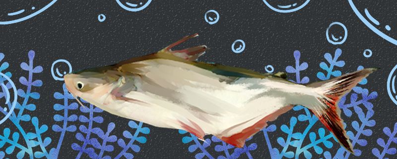 巴沙鱼是海鱼还是淡水鱼生活在哪儿 战车红龙鱼