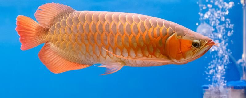 龙鱼立鳞病是什么原因多久可以治愈 印尼红龙鱼