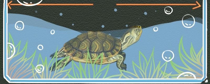 黄耳龟能深水养吗水位多高合适