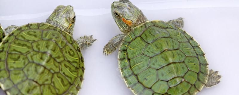 巴西红耳龟喜欢什么环境养巴西龟要有什么