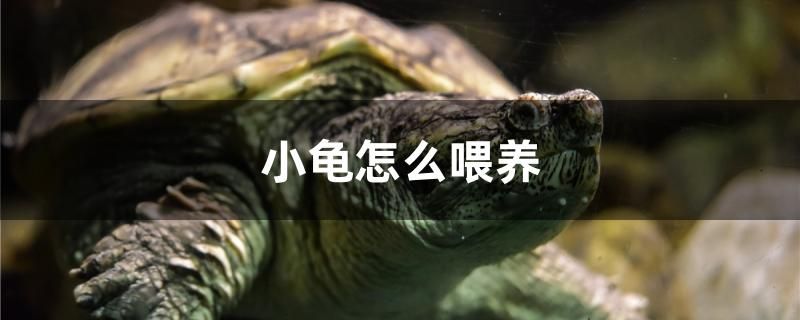 小龟怎么喂养 水族维护服务（上门）