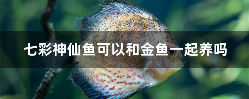 七彩神仙鱼可以和金鱼一起养吗