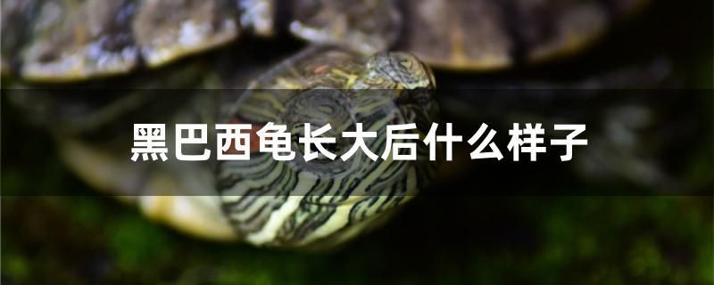 黑巴西龟长大后什么样子 广州祥龙国际水族贸易