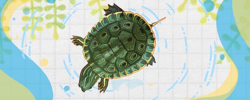 甜甜圈龟和巴西龟的区别可以一起养吗