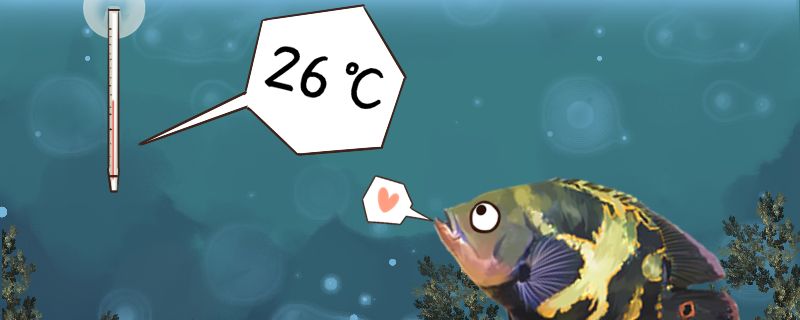 地图鱼水温多少合适地图鱼吃什么