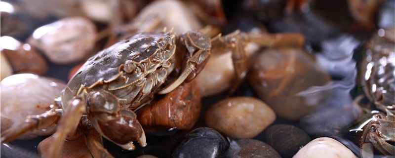 螃蟹会脱壳吗多久脱一次壳