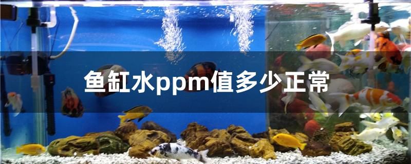鱼缸水ppm值多少正常