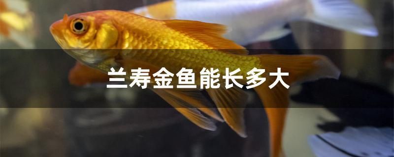 兰寿金鱼能长多大