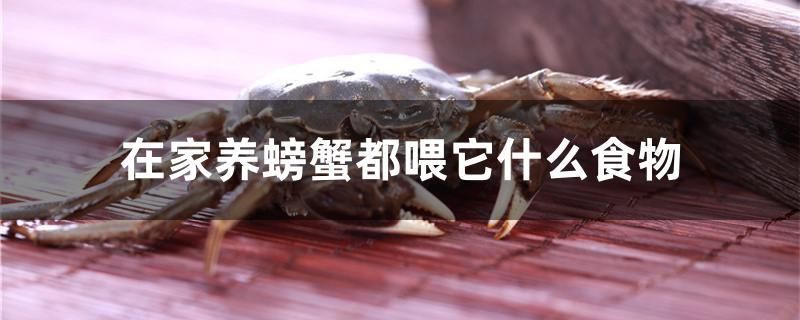 在家养螃蟹都喂它什么食物 古典过背金龙鱼