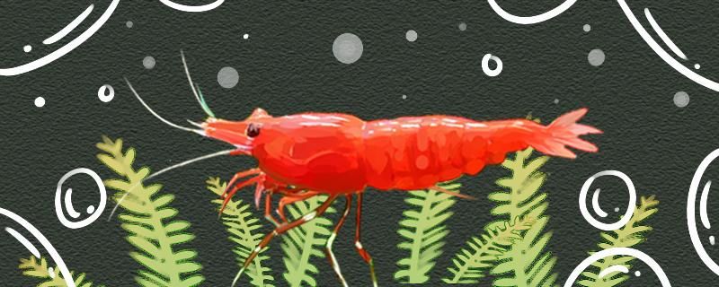 极火虾和樱花虾会繁殖吗怎么繁殖 祥龙水族滤材/器材