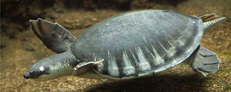 猪鼻龟能离开水多久在什么水中长得好 帝王迷宫