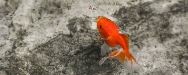 金鱼会不会吃鱼缸里的小鱼能和其它小鱼一起养吗