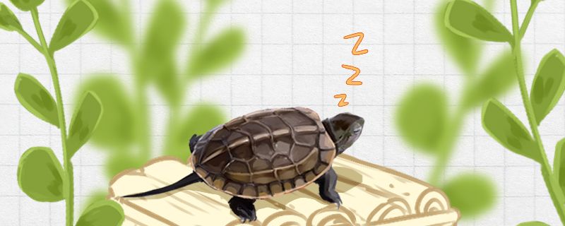 草龟冬眠什么时候结束冬眠结束后怎么办