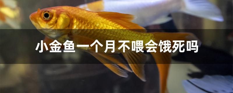 小金鱼一个月不喂会饿死吗 祥龙赫舞红龙鱼