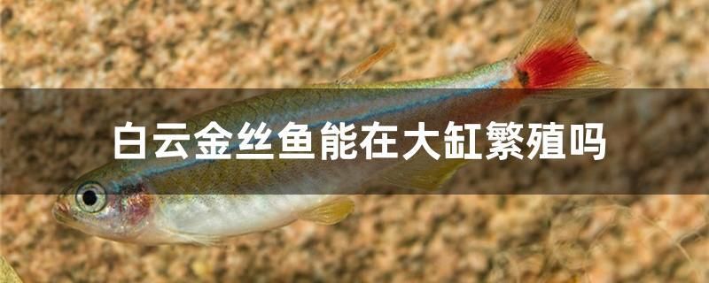 白云金丝鱼能在大缸繁殖吗 水族展会