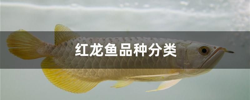 红龙鱼品种分类 广州水族器材滤材批发市场