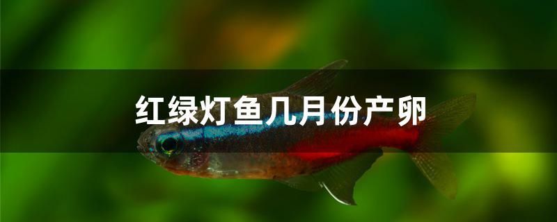 红绿灯鱼几月份产卵 过背金龙鱼