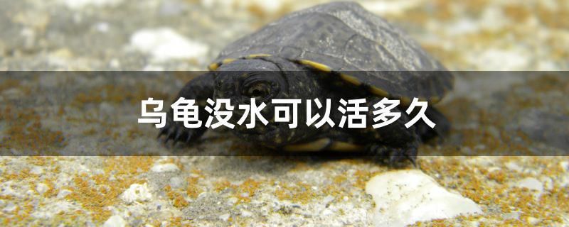乌龟没水可以活多久