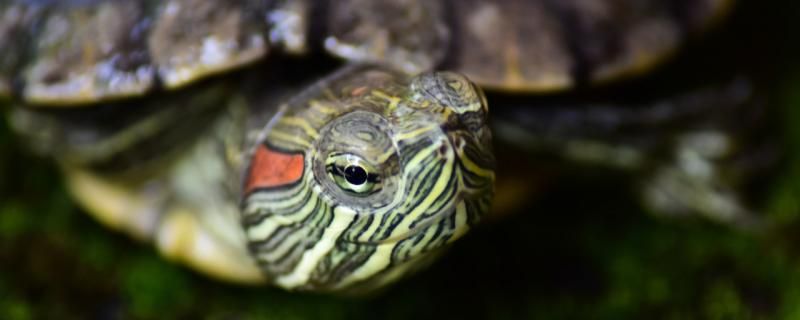 巴西红耳龟用深水还是浅水养好用什么水养好