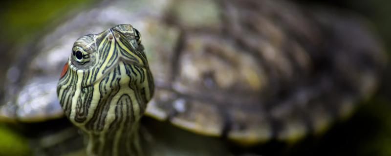 巴西龟可以长多大寿命多长