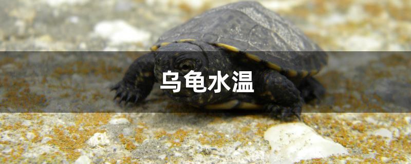 乌龟水温多少合适 广州观赏鱼鱼苗批发市场