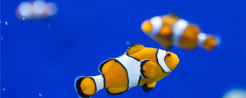 小丑鱼水温30度算不算高水温多少度合适 印尼虎苗