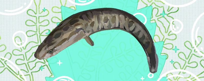 黑鱼为什么这么像蟒蛇是蛇进化过来的吗