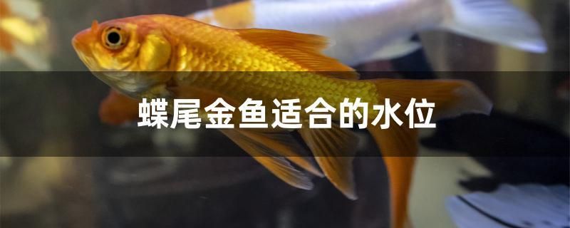 蝶尾金鱼适合的水位 福虎/异型虎鱼/纯色虎鱼