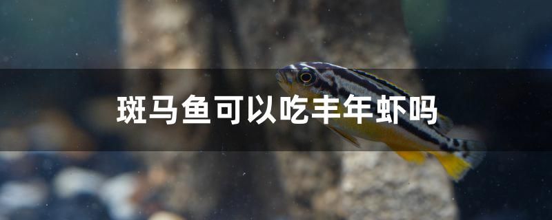 斑马鱼可以吃丰年虾吗 锦鲤池鱼池建设