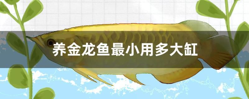 养金龙鱼最小用多大缸 过背金龙鱼