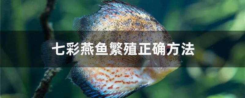 七彩燕鱼繁殖正确方法 龙凤鲤鱼