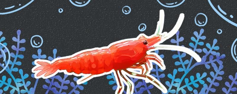 极火虾和黑壳虾哪个好养怎么养 祥禾Super Red红龙鱼