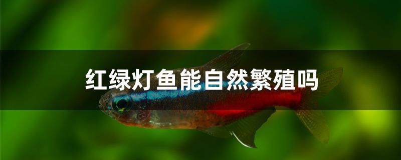 红绿灯鱼能自然繁殖吗 白子关刀鱼苗